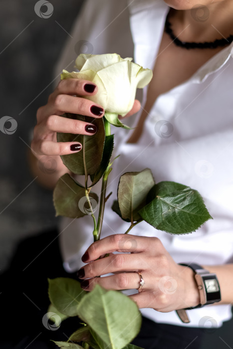 Скачать Женщина держит в руках белую розу с длинным стеблем крупным планом фотосток Ozero