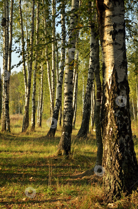 Скачать стволы деревьев в березовой роще в солнечном свете фотосток Ozero