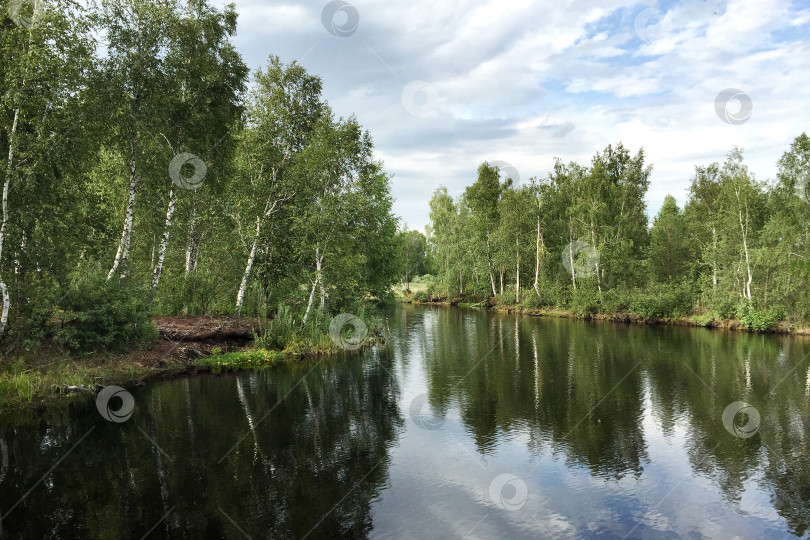 Скачать На берегу реки растут березы, в которых отражается небо с облаками фотосток Ozero