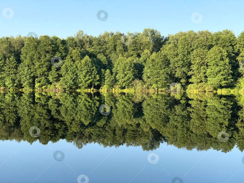 Скачать Лес отражается в неподвижной, как зеркало, воде озера летним днем фотосток Ozero