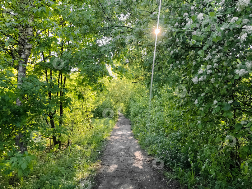 Скачать Грунтовая дорога среди зеленых деревьев в летнем парке. Луч солнечного света пробивается сквозь пышную зеленую листву фотосток Ozero