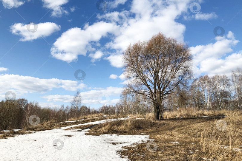Скачать Дерево на холме, покрытом тающим снегом и сухой травой, под голубым облачным небом фотосток Ozero