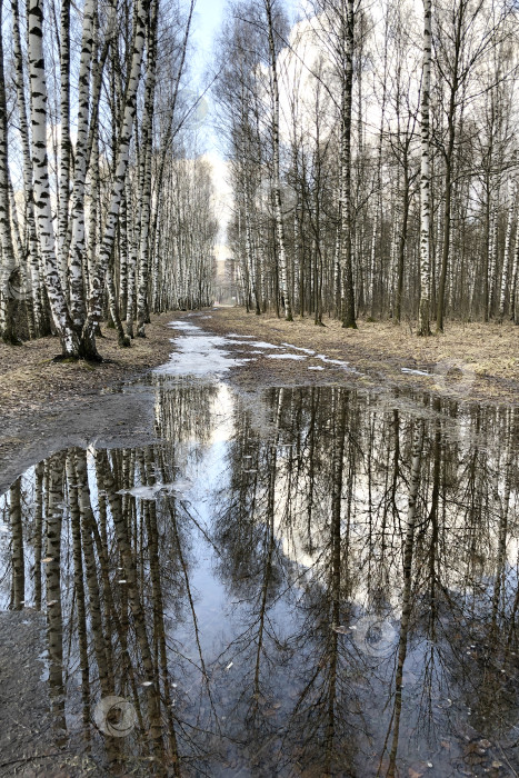 Скачать березовые стволы отражаются в луже талой воды в природном ландшафте ранней весны фотосток Ozero