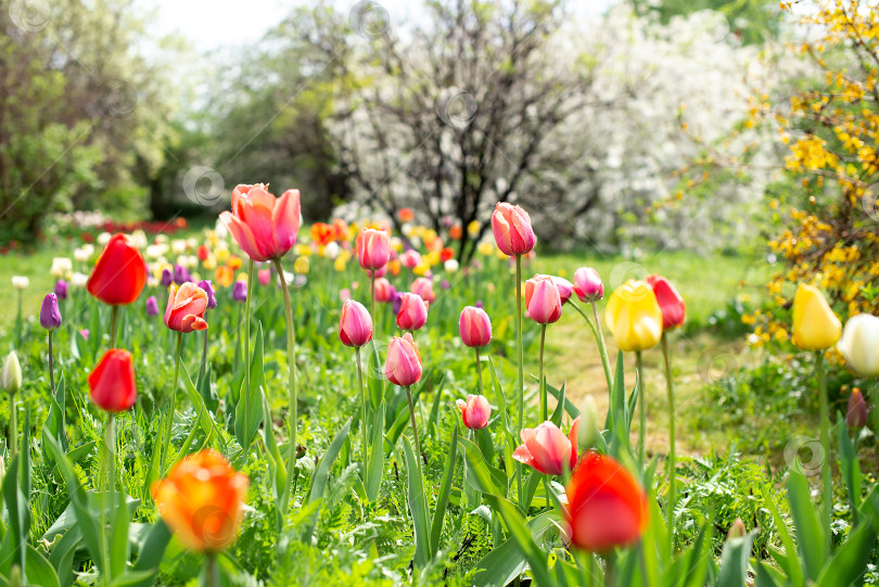 Скачать тюльпаны цветут в весеннем садовом пейзаже фотосток Ozero