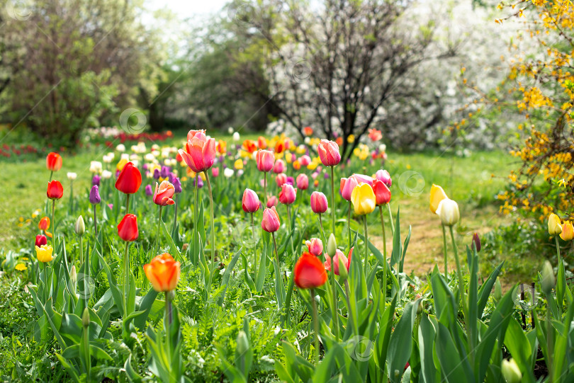 Скачать тюльпаны цветут в весеннем садовом пейзаже фотосток Ozero