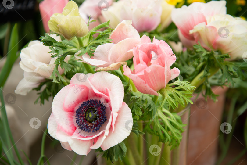 Скачать букет весенних цветов розовой анемоны фотосток Ozero