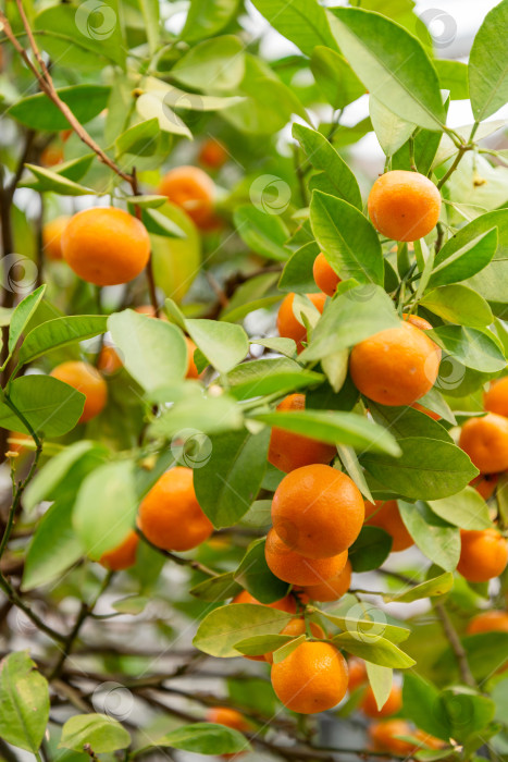 Скачать спелые оранжевые плоды мандарина, растущие на ветке дерева фотосток Ozero