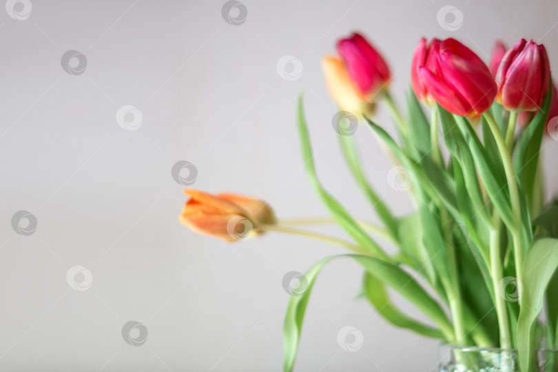 Скачать букет тюльпанов весенних цветов фотосток Ozero