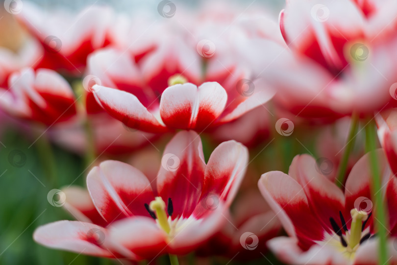 Скачать Тюльпаны весной. Естественный цветочный фон фотосток Ozero