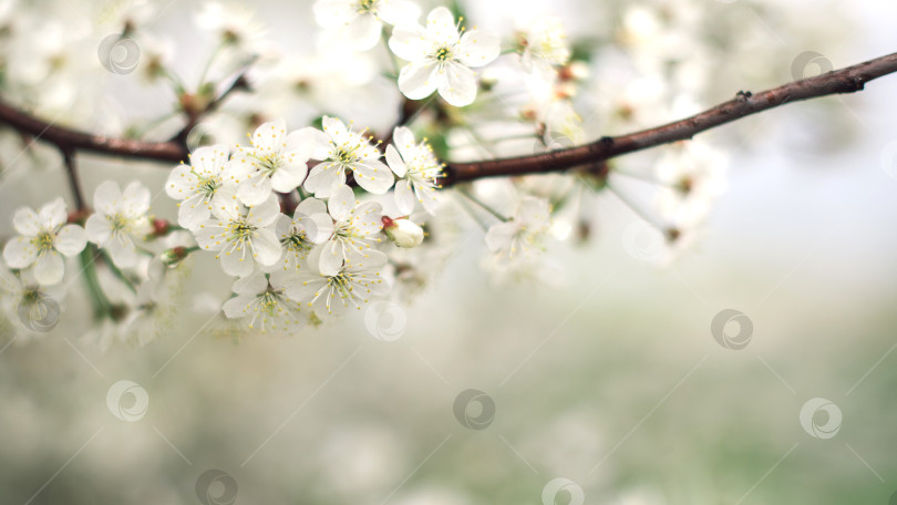 Скачать цветущая ветка вишни в весеннем саду фотосток Ozero