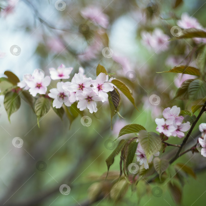 Скачать Цветущая сакура розовыми цветами на ветвях деревьев весенним солнечным днем в саду фотосток Ozero