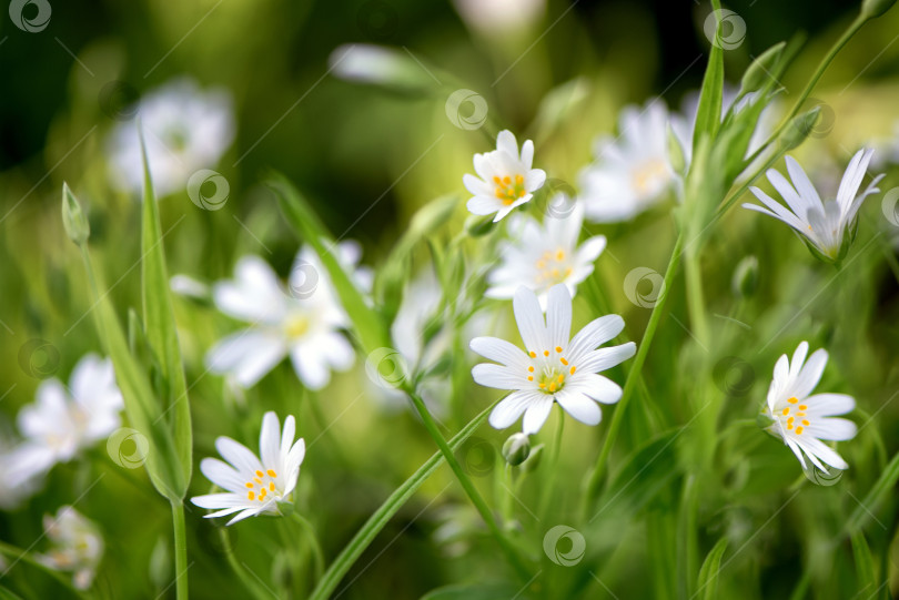 Скачать Белые полевые цветы стелларии в весеннем лесу фотосток Ozero
