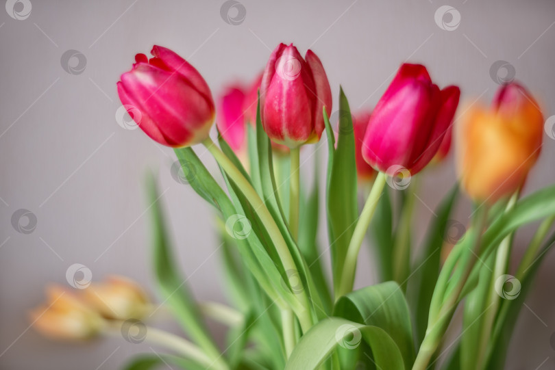 Скачать Букет разноцветных тюльпанов на сером фоне фотосток Ozero