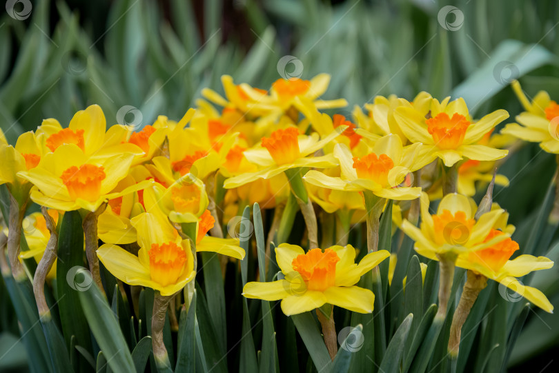 Скачать Цветы нарцисса распускаются весной фотосток Ozero