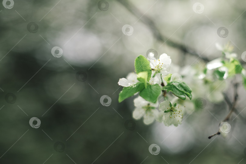 Скачать белые цветы цветущей яблони в весеннем саду фотосток Ozero