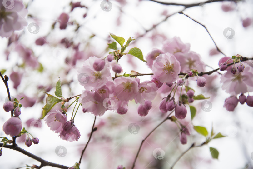 Скачать розовые цветы сакуры на ветке в весеннем саду на фоне неба фотосток Ozero