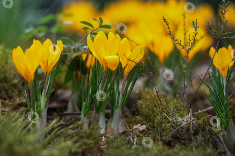 Скачать весенние желтые цветы крокуса в цвету фотосток Ozero