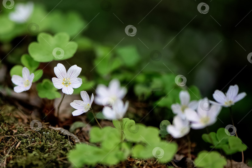 Скачать Белые полевые цветы Oxalis acetosella в весеннем лесу фотосток Ozero