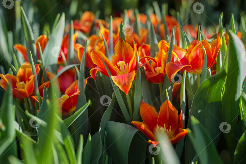 Скачать красные тюльпаны в весеннем саду фотосток Ozero