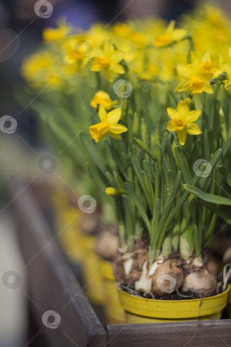 Скачать желтые цветы нарцисса распускаются весной фотосток Ozero
