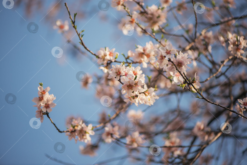 Скачать цветущее миндальное дерево весной на фоне голубого неба фотосток Ozero