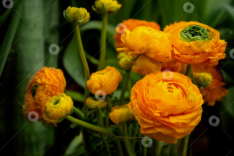 Скачать Весенние цветы. Букет из оранжевых ранункулюсов фотосток Ozero