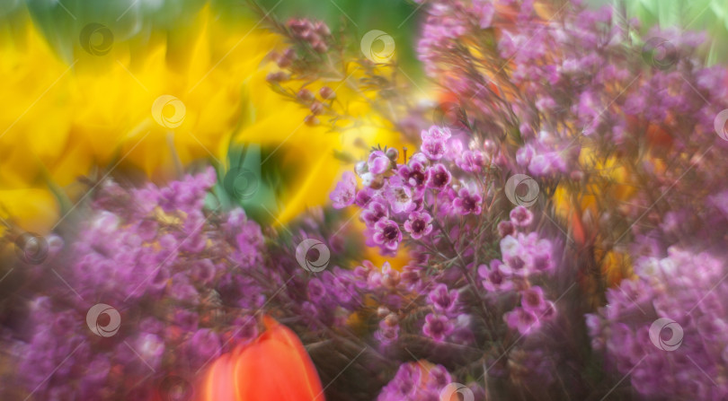 Скачать красивое цветущее растение с мелкими фиолетовыми цветками фотосток Ozero