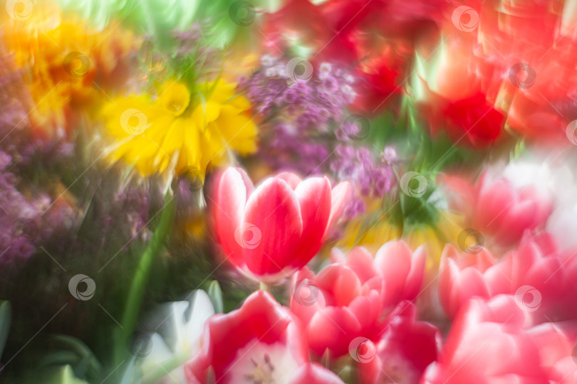 Скачать цветущий красный тюльпан в мягком свете на размытом фоне боке, листья и другие цветы фотосток Ozero