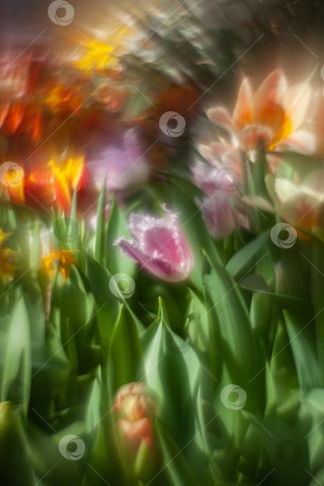 Скачать красивые тюльпаны в мягком свете на размытом фоне с листьями и другими цветами фотосток Ozero