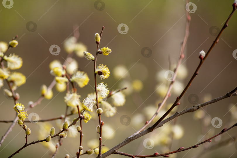 Скачать Ветви ивы с пушистыми сережками весной в солнечный день фотосток Ozero
