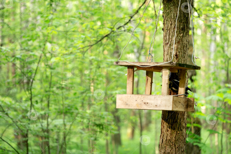 Скачать Кормушка для птиц, висящая на стволе дерева в лесу фотосток Ozero