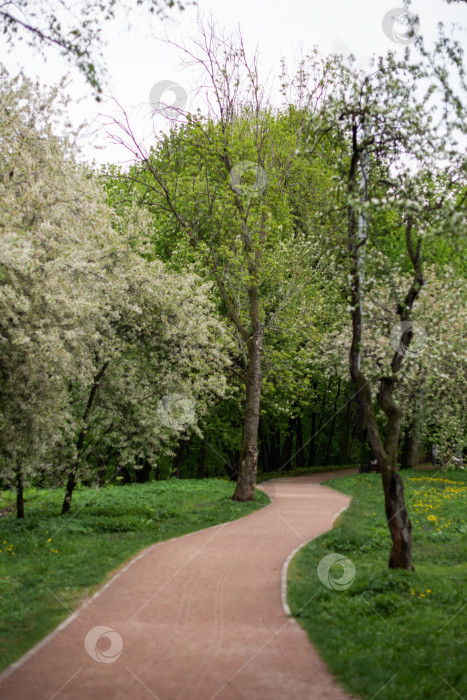 Скачать тропинка в весеннем парке изгибалась среди цветущих яблонь фотосток Ozero