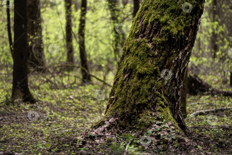 Скачать ствол дерева, покрытый зеленым мхом в лесу фотосток Ozero