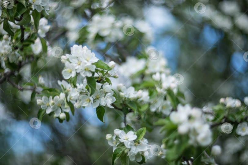 Скачать Яблоня в весеннем саду, цветущая белыми цветами фотосток Ozero