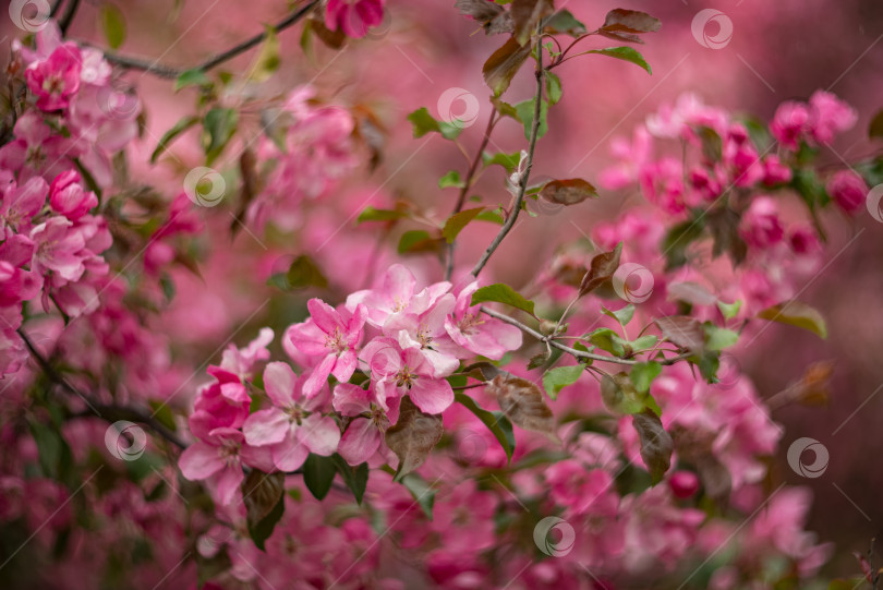 Скачать Яблоня в цвету. Красота природы. Розовые цветы весной фотосток Ozero