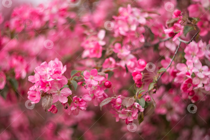 Скачать Весна. Яблоня распускается розовыми цветами фотосток Ozero