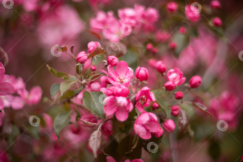Скачать Весна. Яблоня распускается розовыми цветами фотосток Ozero