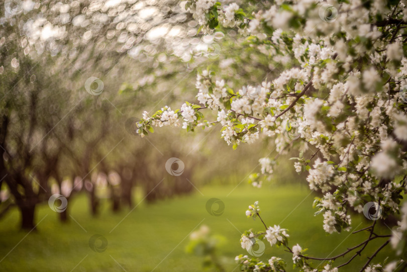 Скачать цветущие ветви яблони весной фотосток Ozero