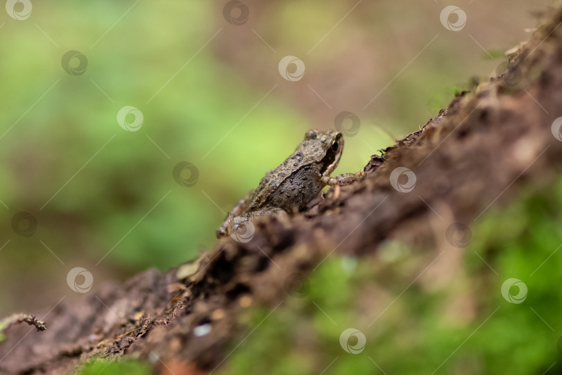 Скачать Маленькая лягушка сидит на стволе дерева фотосток Ozero