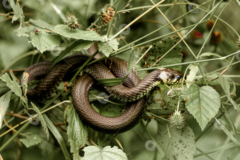 Скачать Травяная змея, свернувшаяся в петлю фотосток Ozero