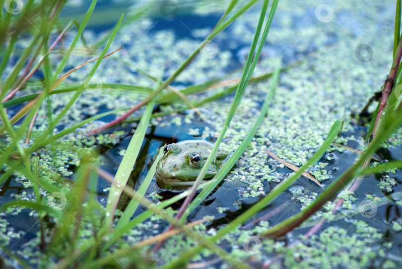 Скачать лягушка выглядывает из водной глади пруда, покрытого ряской фотосток Ozero