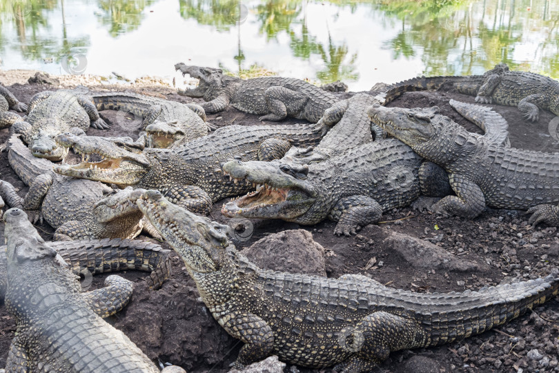 Скачать Стая крокодилов отдыхает на берегу тропической реки фотосток Ozero