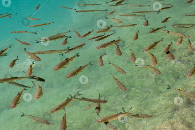 Скачать стайка рыб плавает в прозрачной воде фотосток Ozero