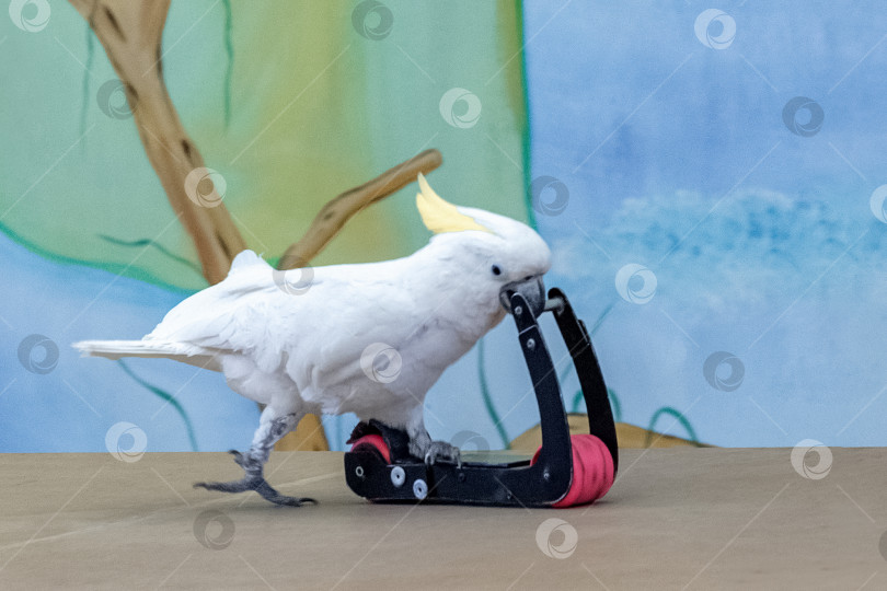Скачать дрессированный попугай какаду катается на игрушечном самокате фотосток Ozero