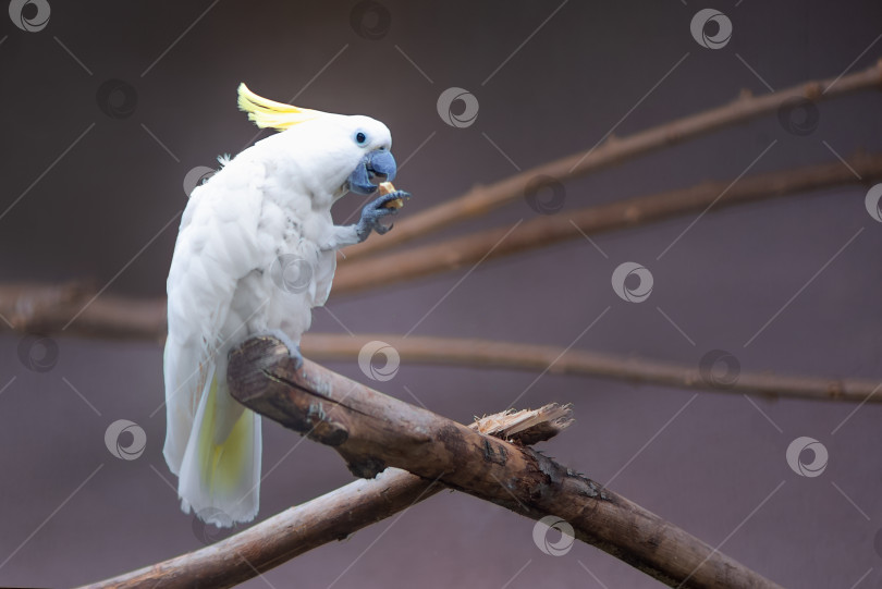 Скачать попугай какаду ест, держа в лапе маленький кусочек пищи фотосток Ozero