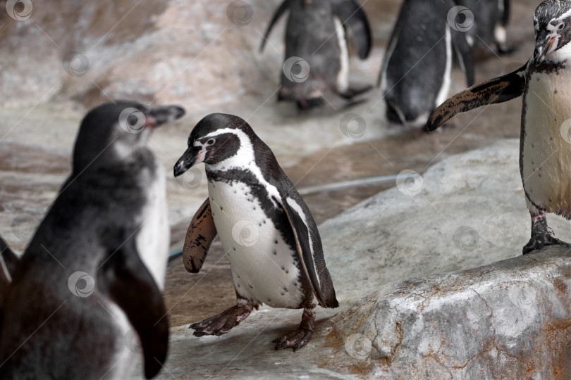 Скачать стая пингвинов в зоопарке фотосток Ozero