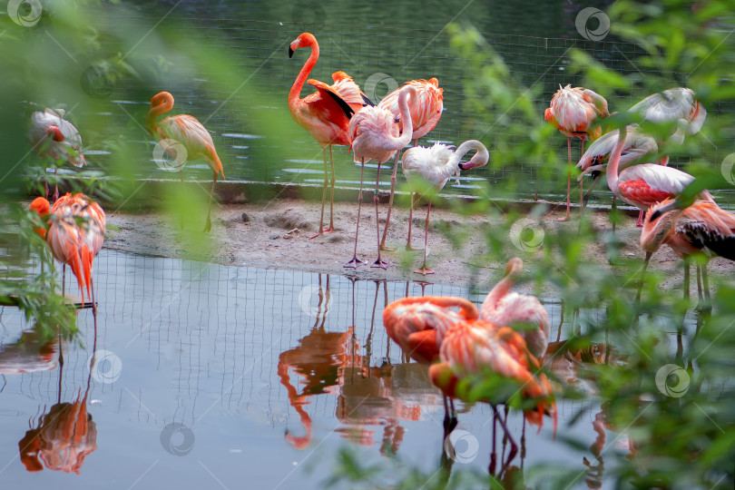 Скачать Стая розовых фламинго на пруду фотосток Ozero