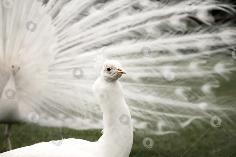 Скачать Белый самец павлина на зеленой траве фотосток Ozero