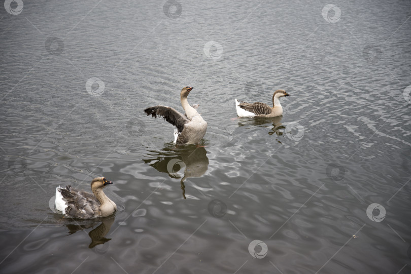 Скачать Три диких гуся плавают в пруду фотосток Ozero