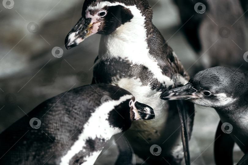 Скачать Группа пингвинов в зоопарке позирует перед камерой фотосток Ozero